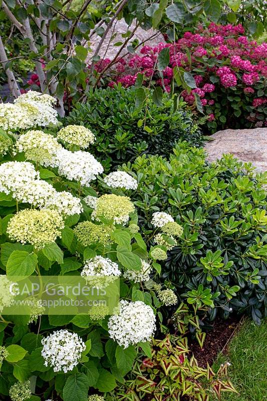 The Smart Meter Garden - Hydrangea arborescens 'Strong Annabelle', Hydrangea arborescens 'Ruby' and Pittosporum tobira 'Nanum'