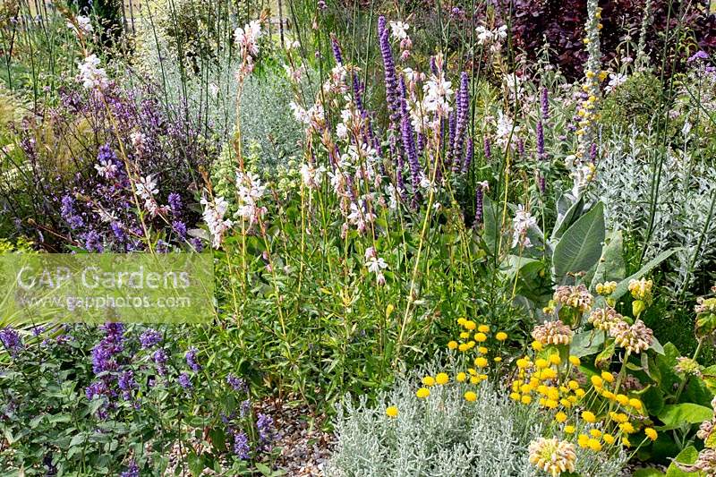 Beth Chatto's Drought Resistant Garden - flower bed includes: Agastache, Santolina and Gaura
