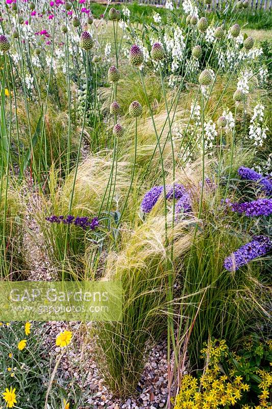 Beth Chatto's Drought Resistant Garden - Allium sphaerocephalon in bud with Stipa tenuissima and flowering plants in gravel bed