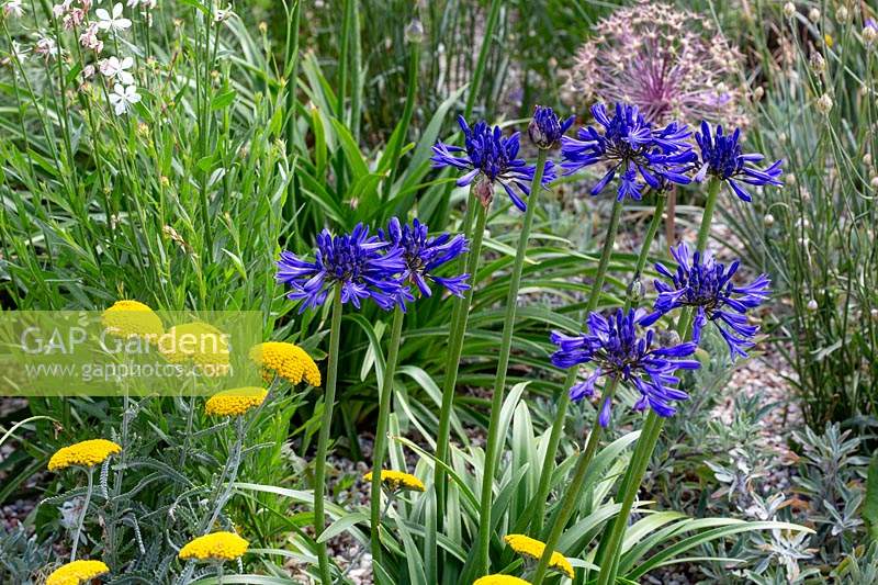 Beth Chatto's Drought Resistant Garden - Agapanthus campanulatus 'Navy Blue and golden Achillea x Schwellenberg