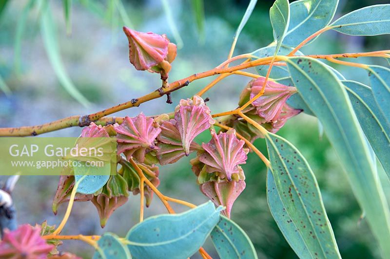 Eucalyptus kingsmillii - Kingsmills Mallee