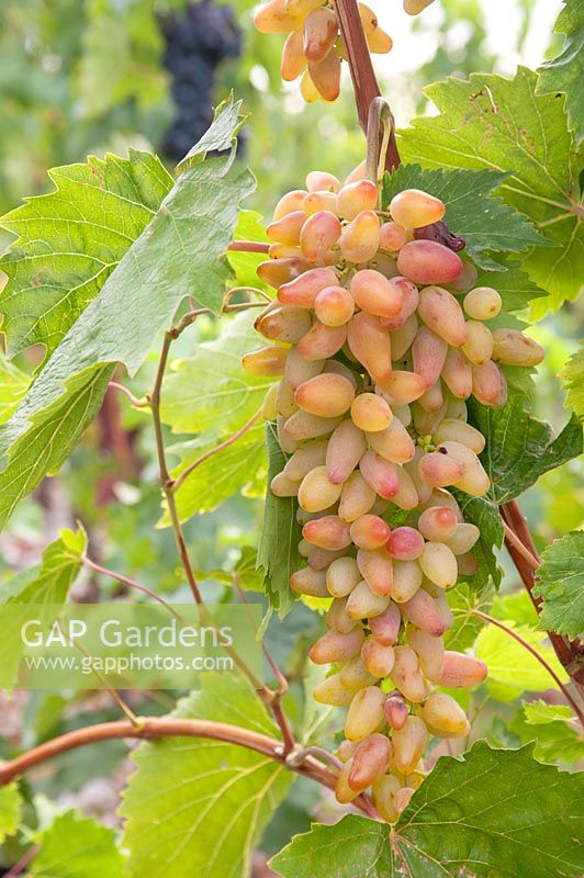 Vitis vinifera - Grape Vine - bunch of ripe yellow-red grapes, a new variety code BV 18-29 a cross of 'Estafeta' x 'Augustovskij' 