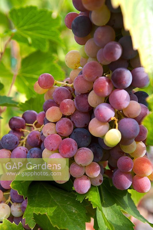 Vitis vinifera 'Royal' - Grape Vine - bunch of ripe red-purple grapes 