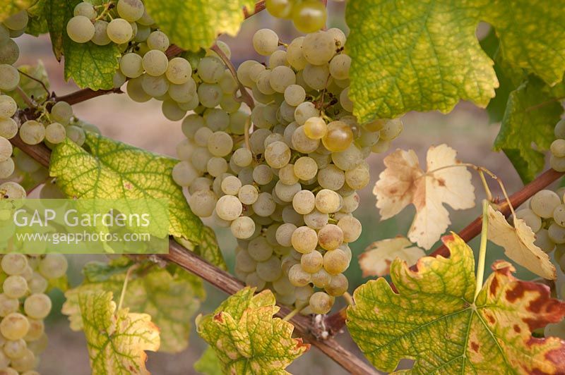 Vitis vinifera 'Muller Thurgau' - Grape Vine - bunches of ripe white-yellow grapes, foliage on the turn
