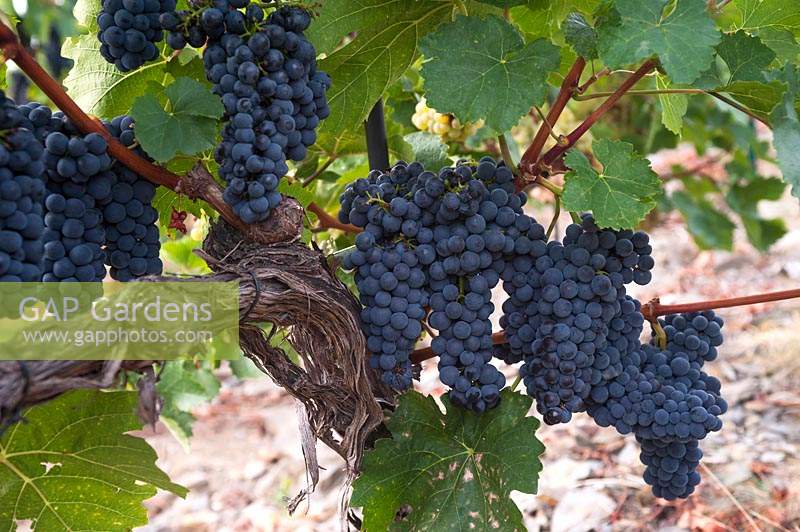 Vitis vinifera 'Blauer Portugieser' - Grape Vine - old gnarled vine, young wood and many bunches of ripe blue-black grapes 