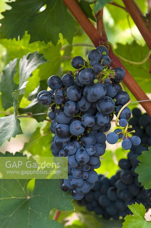 Vitis vinifera 'Blauer Portugieser' - Grape Vine - bunch of ripe blue-black grapes 
