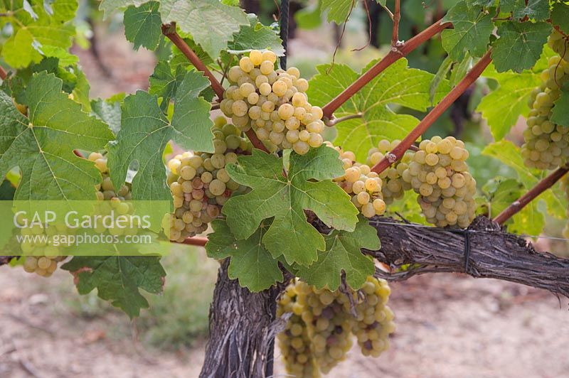 Vitis vinifera 'Golden Muscat' - Grape Vine - showing old gnarled vine trained on horizontal wire, also young growth, bunches of ripe yellow grapes and shape of foliage
