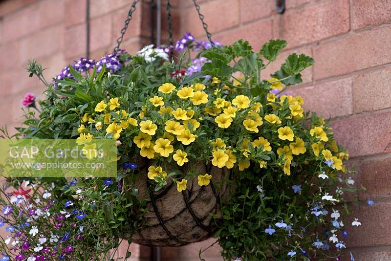 Calibrachoa 'Callie Deep Yellow' in hanging basket -  August