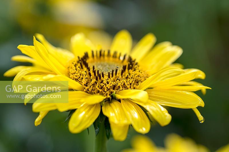 Helianthus annuus 'Sun Catcher Pure Gold' - Sunflower