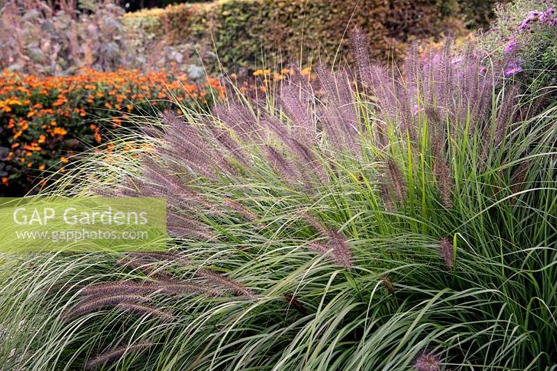 Pennisetum alopecuroides - Chinese Fountain Grass 