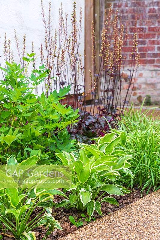 Newly planted border with Carex 'Ice Queen', Hosta 'So Sweet', Dicentra spectabilis 'Alba' and Heuchera 'Prince'