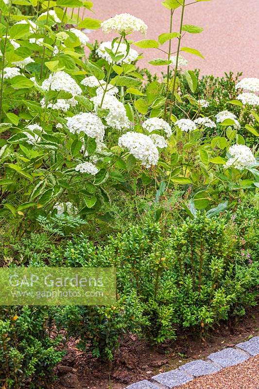 Hydrangea arborescens 'Strong Annabelle' in border edged with Buxus sempervirens