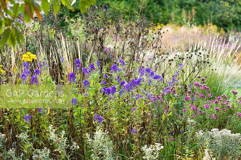 Herbaceous border in autumn with Aconitum carmichaelii 'Arendsii', Calamagrostis x acutiflora 'Karl Foerster' and michaelmas daisies