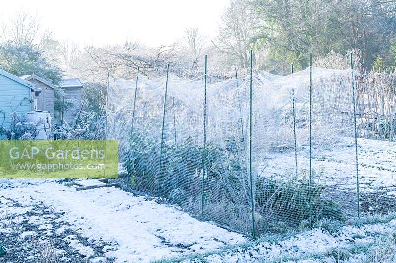 View of allotment on a frosty morning showing brassicas protected by bird netting