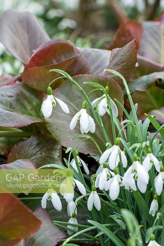 Galanthus 'Magnet' - Snowdrop - and red-purple foliage of Bergenia