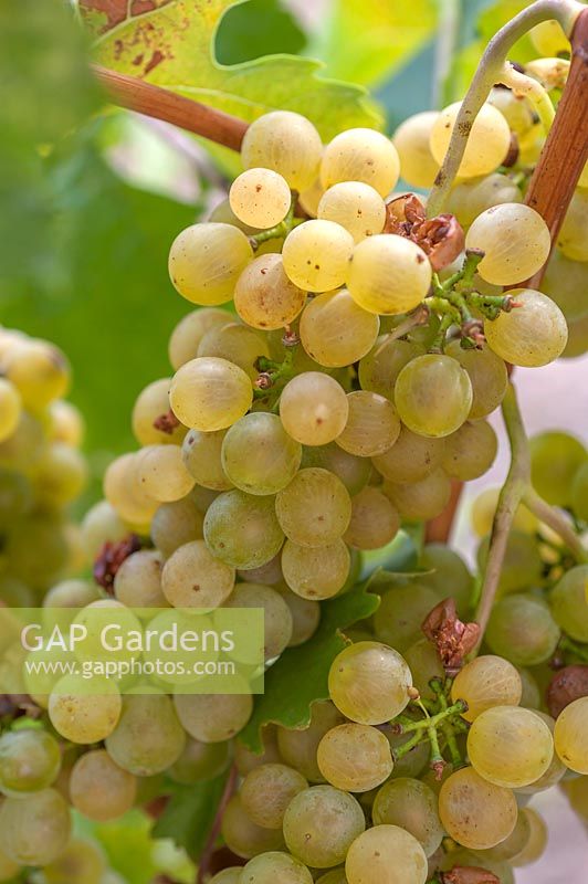 Vitis vinifera 'Veritas' - Common grape vine. 
