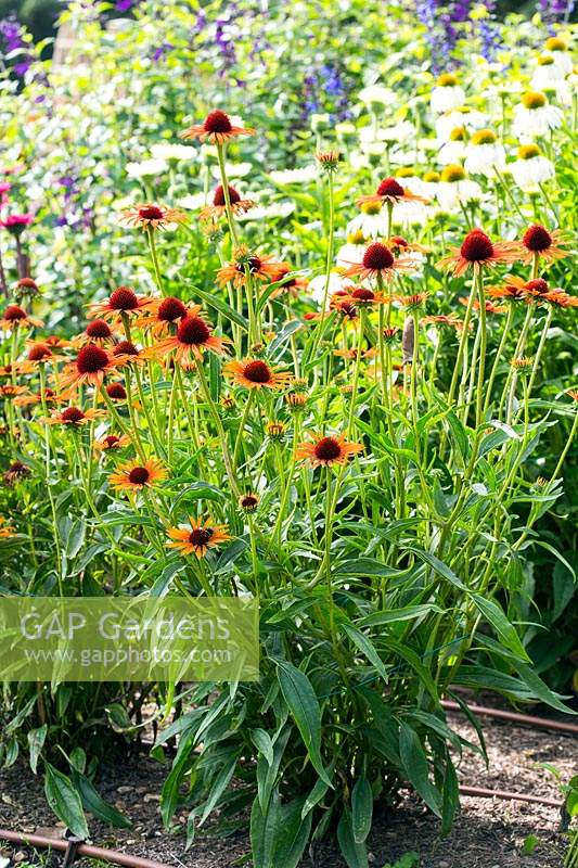 Echinacea 'Flame Thrower'. A coneflower with lightly scented, dark-eyed flower heads. 