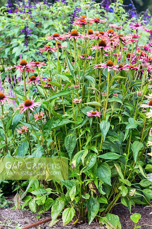 Echinacea 'Mama Mia'. A perennial coneflower with fragrant flowers