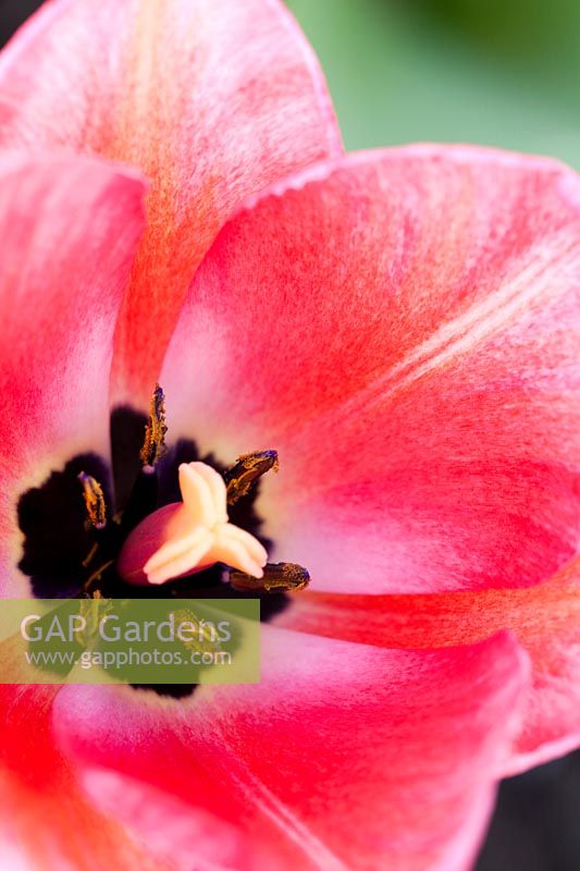 Tulipa 'Design Impression'. A Darwin hybrid tulip with large, bright pink flowers