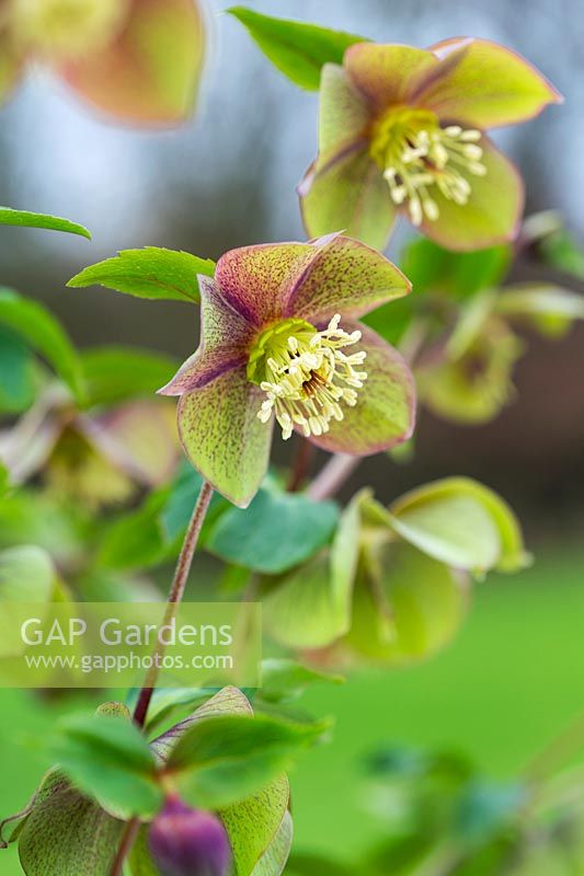 Helleborus occidentalis hybrid. A deciduous hellebore with green and pink flecked flowers