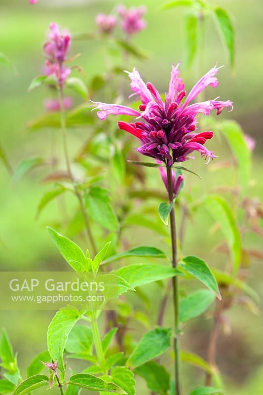 Agastache mexicana 'Red Fortune'. A Mexican giant hyssop with dark green, aniseed-scented leaves and deep pink flowers. 