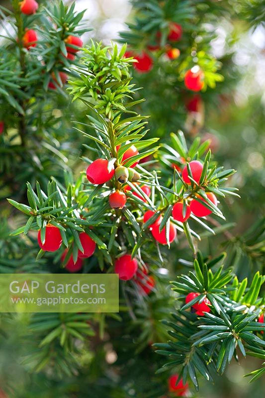 Taxus x media 'Hicksii'.Evergreen yew with red fruits