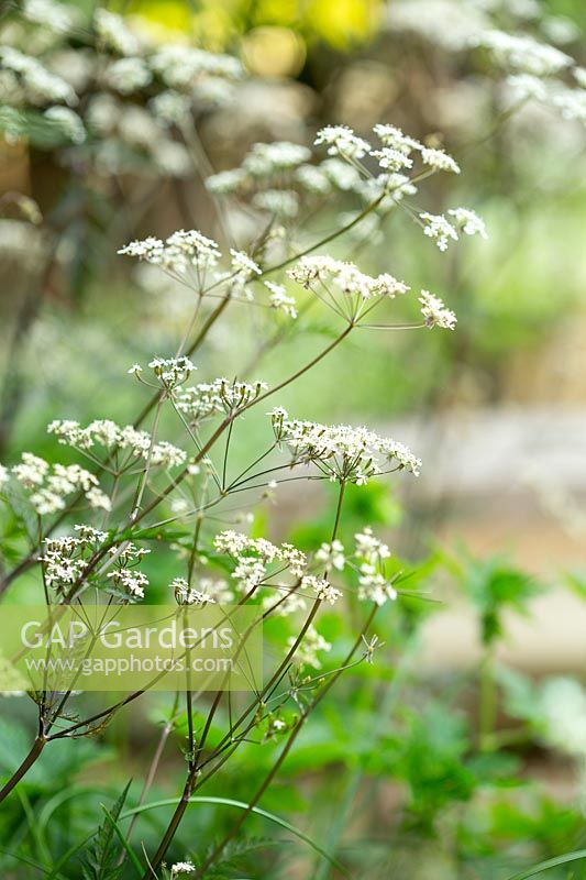 Anthriscus sylvestris 'Ravenswing' -  A decorative cow parsley with white pink tinged flowers 