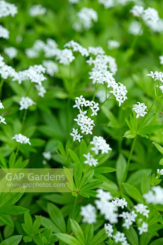 Galium odoratum - Sweet woodruff a vigorous perennial with scented clusters of small white flowers 