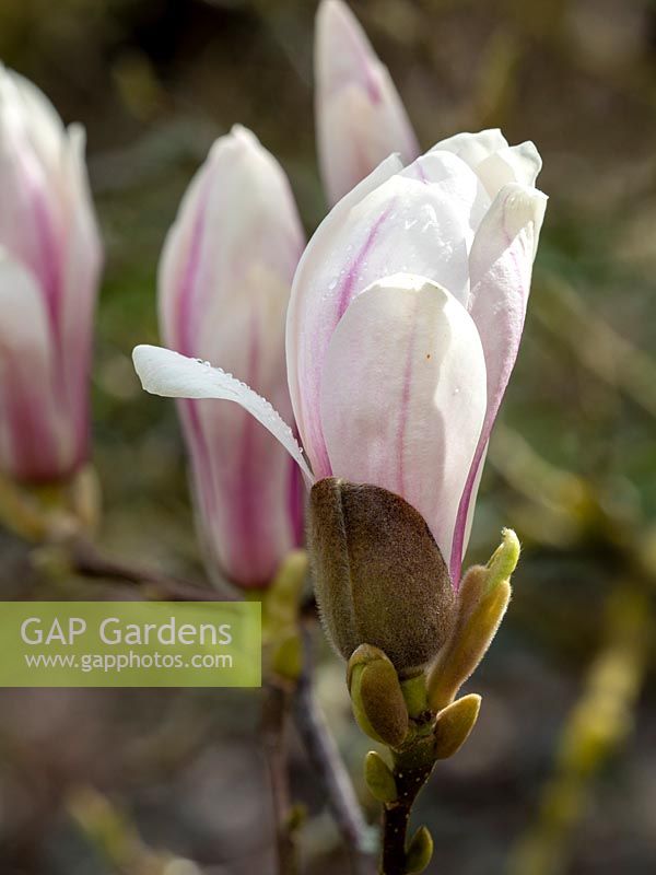Magnolia x soulangeana - white tulip magnolia tree - spring flowering tree