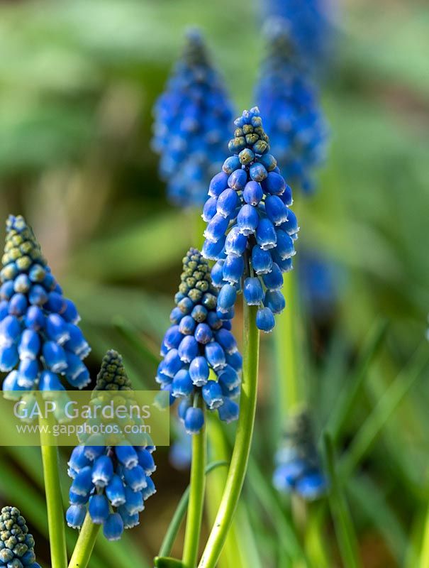 Muscari 'Blue Star' - Grape Hyacinth