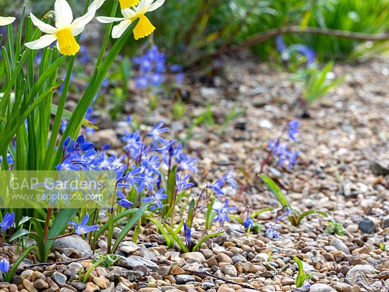 Scilla siberica growing in scree bed