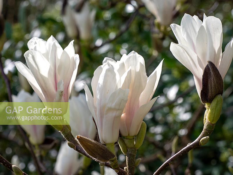 Magnolia x soulangeana Alba - White Tulip Magnolia Tree