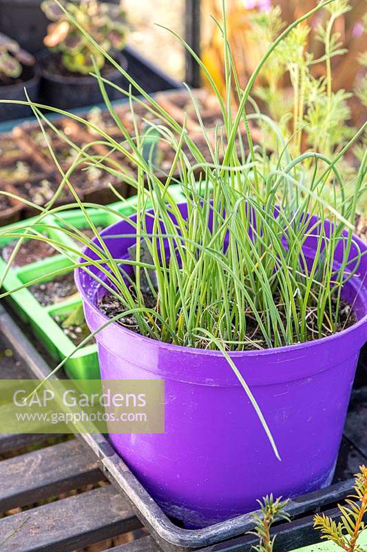 Chives growing in purple plastic pot in greenhouse