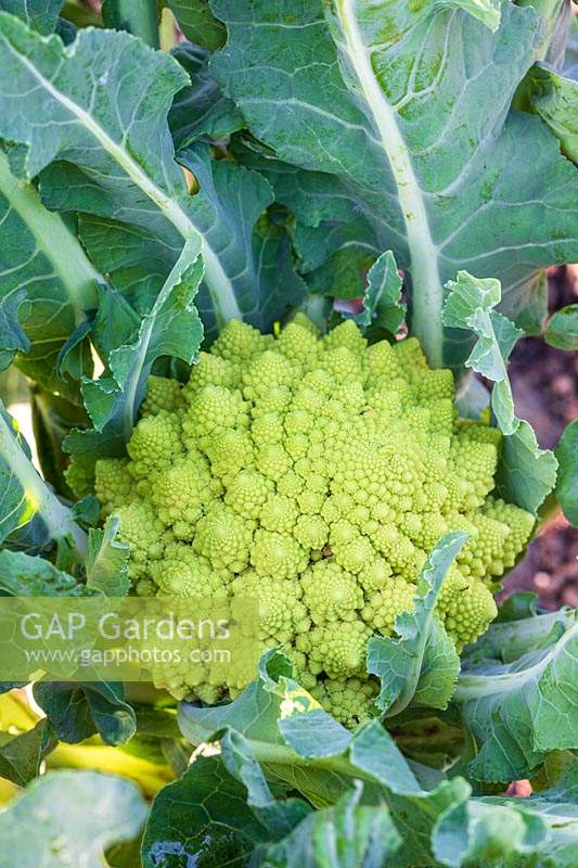 Cauliflower 'Romanesco' growing on with head forming