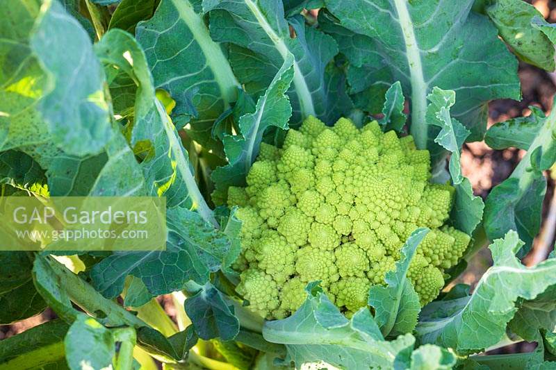 Brassica - Cauliflower 'Romanesco' growing on with head forming