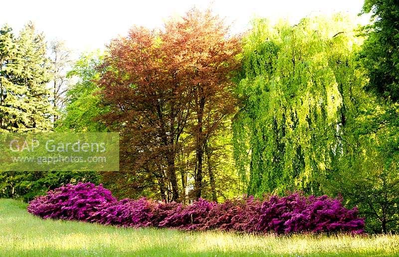 View of different varieties of azalea and mature beech trees