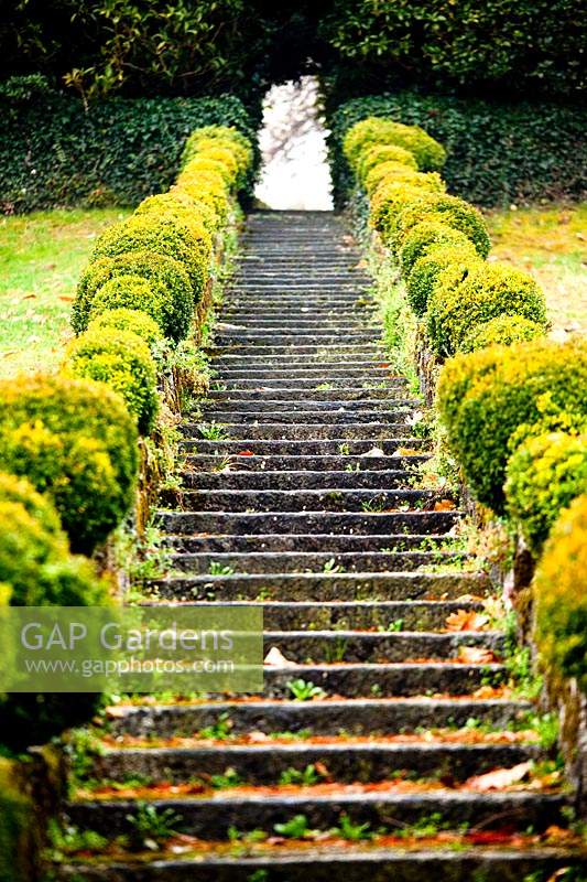 Stone steps through lawned garden edged with short hedging