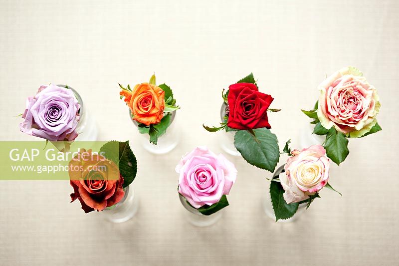 Left to right: Rosa 'Ocean song', R. 'cofee brak', R. 'Colandro', R. 'Heaven', R. 'Red Naomi', R. 'Sweetnesse', R. 'Finesse' 