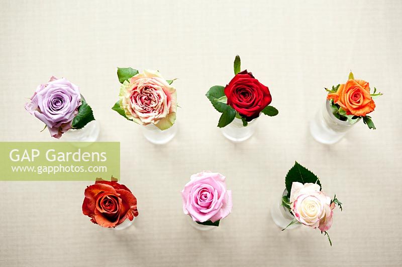 Cut Roses including 'Ocean Song', 'Coffee break, 'Finesse', 'Heaven', 'Red Naomi', 'Sweetnesse' and 'Colandro