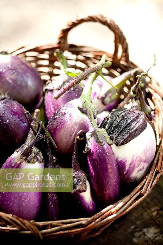 Harvested aubergines - eggplant. Solanum melongena 'Slim Jim' in wicker basket.
