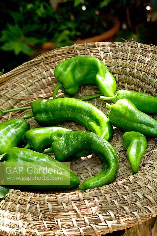 Harvested peppers in basket - Capsicum annum 'Corno di Torogiallo'
