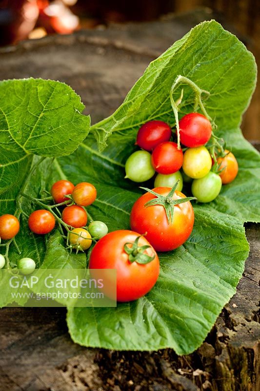 Harvested tomatoes. Solanum lycopersium 'Corfu' and 'Pepe'
