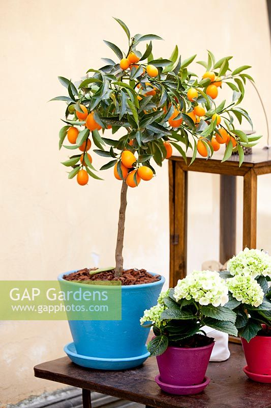 Citrus japonica - Kumquat growing in container. 