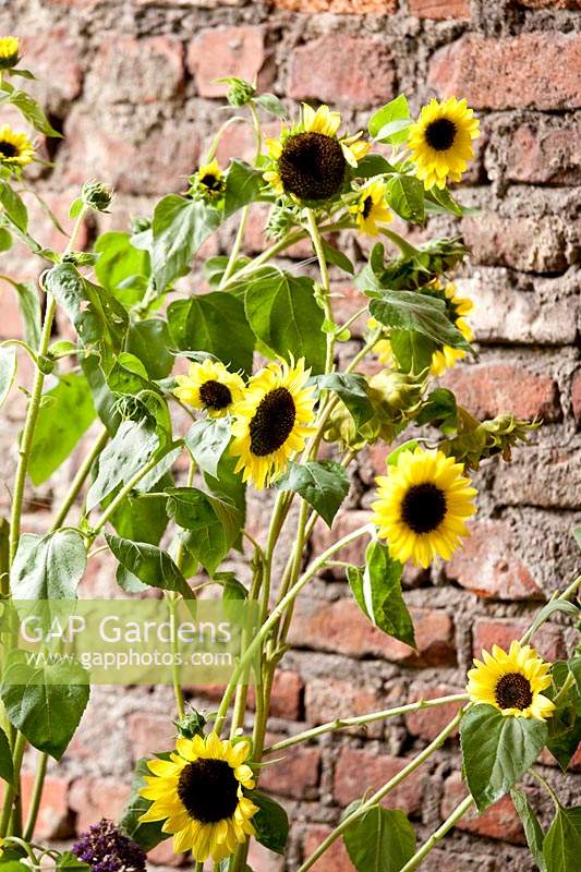 Helianthus annun 'Valentine' - Sunflower