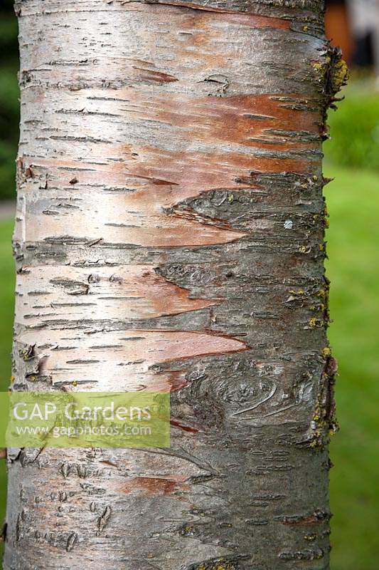Bark of Betula pendula syn. Betula birch.