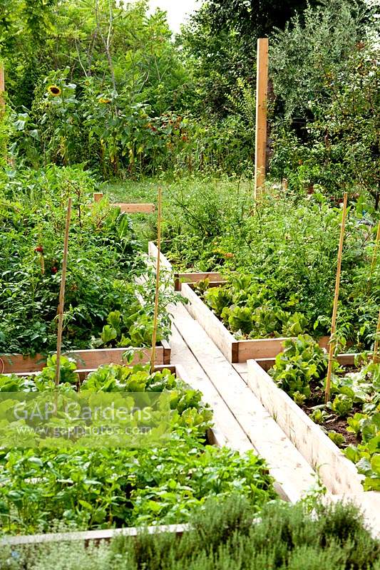 Raised beds full of vegetables with narrow path between