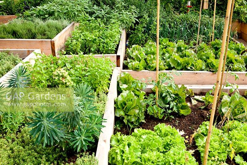 View over vegetable raised beds, sturdy edges staggered in height