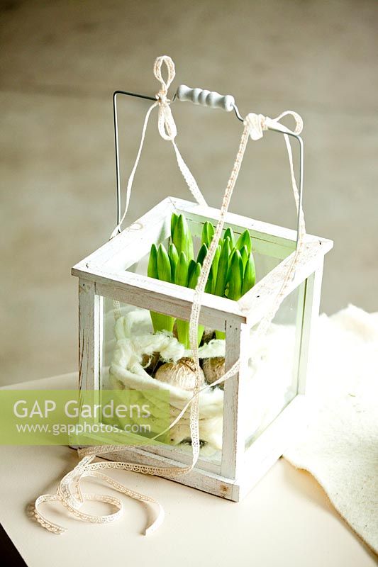 Hyacinths displayed in a square wooden and glass container