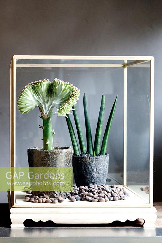 Sansevieria and Euphorbia cristata lactea under glass