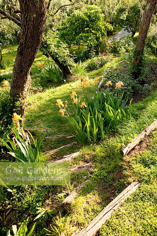 View down steep bank in Italian garden, where groups of Iris flower under olive trees. 
